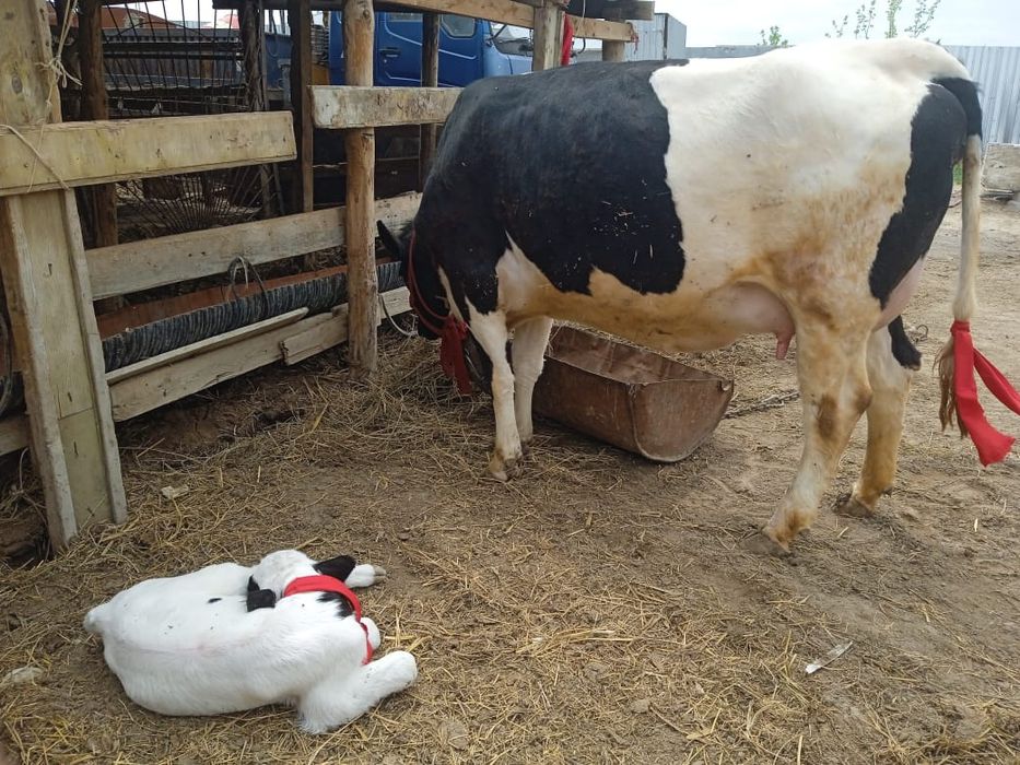 Сиыр сатылады голштейн