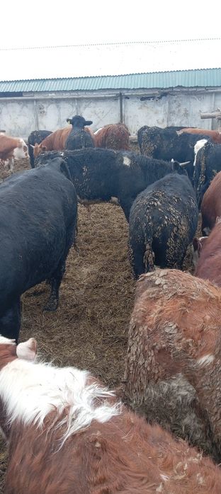 Породистые бычки