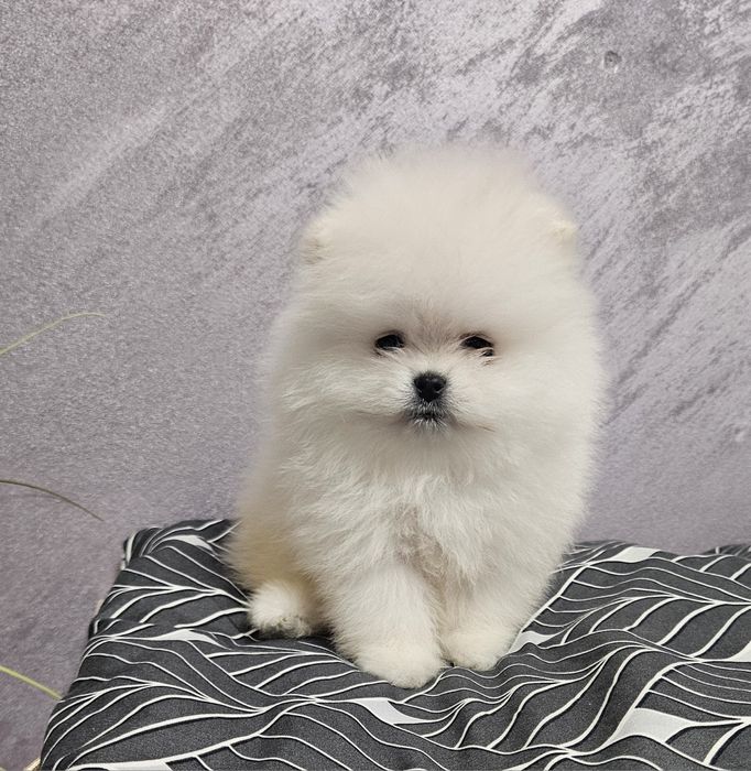 Pomeranian baietel SUPERB!