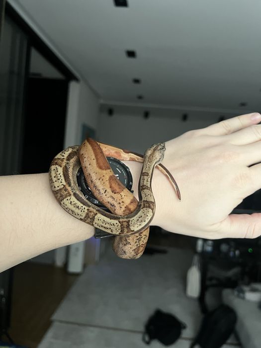 Удав иператорский Img Motley Hypo het Albino Sharp