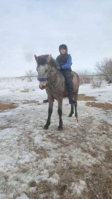 Кунан сатылады минги