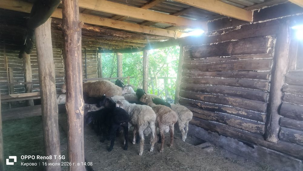 Продам бараны на мияса