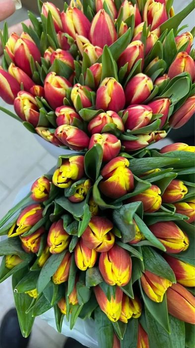 Тюльпаны . Корпоративные заказы