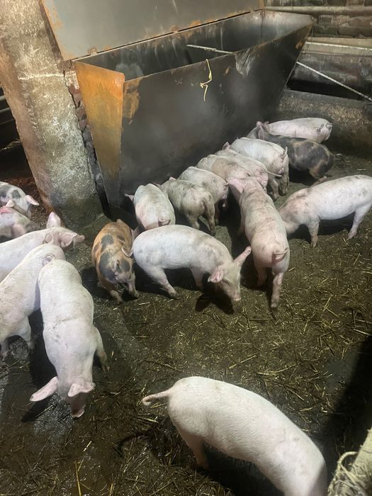 Продавам малки прасенца прасета