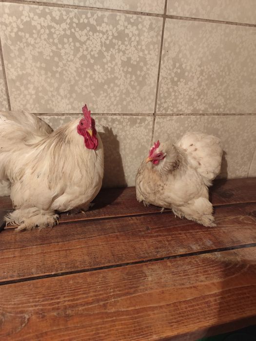 Кохинхины карликовые белые