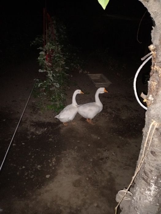 Gʻoz sotiladi 2ta 600000