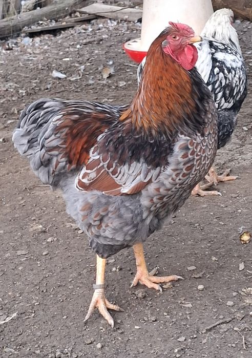 Vând cocos  Wyandotte