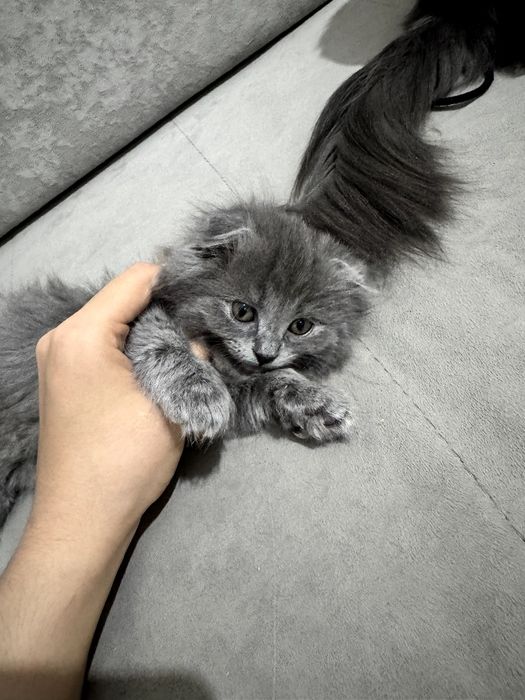 Вислоухий котенёк, серого дымчатого окраса