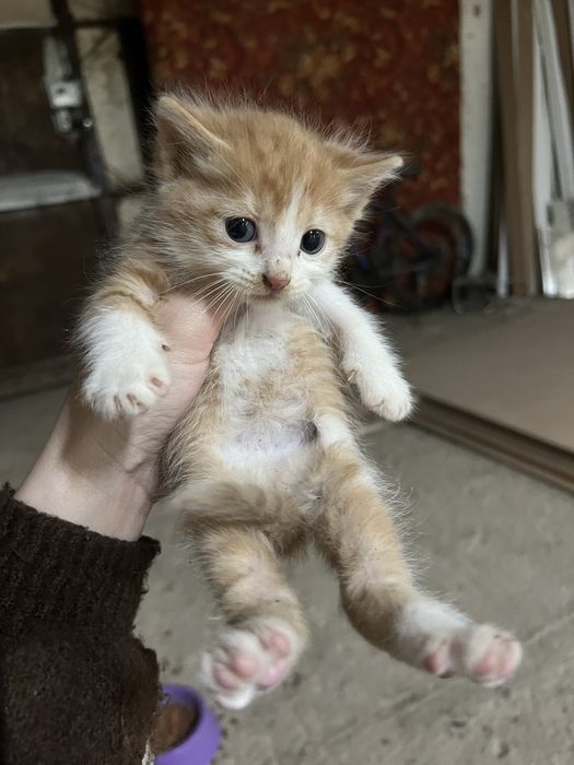 Котенки 1,5 месяца