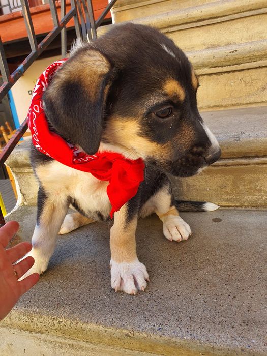 dăm spre adopție Puiuți adorabili
