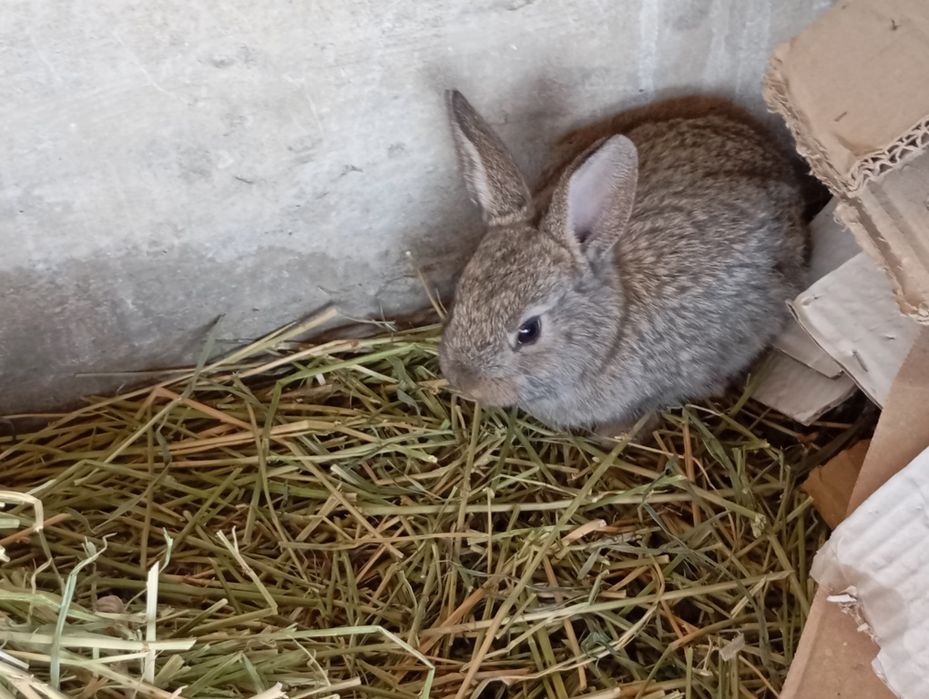 Қуйон ва болалари сотилади ва алмаштирилади