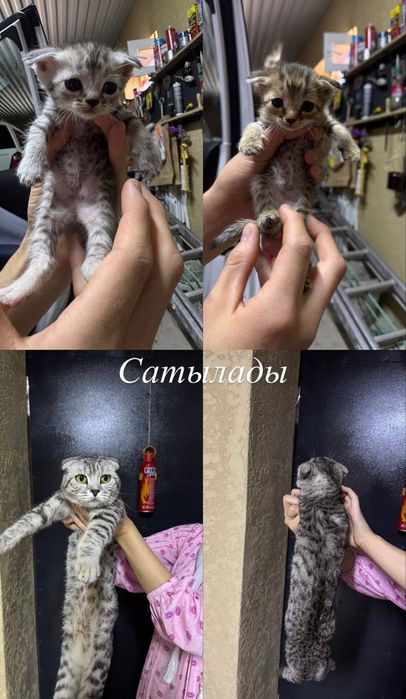 Шотанский Висуахуа