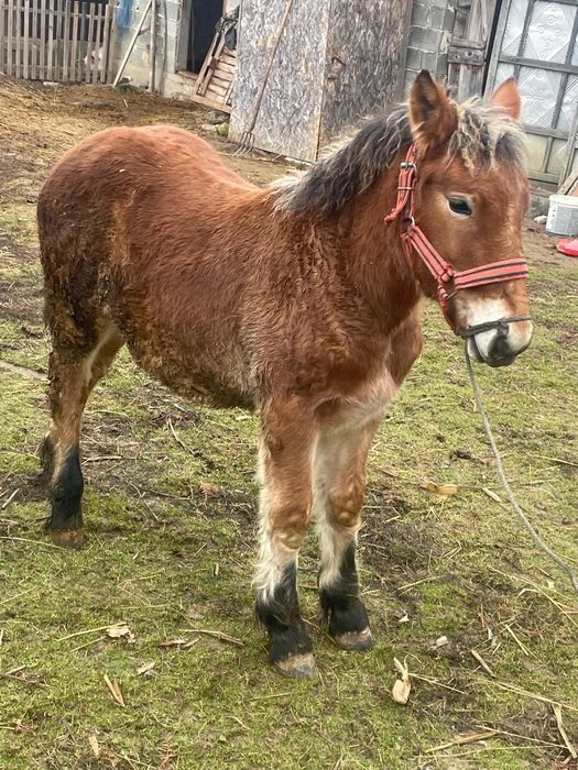 Vand o manza de 7 luni