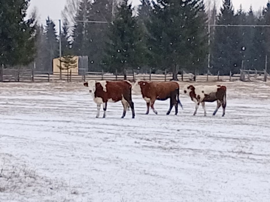 Vînd 5 juninci bălțată romineasca
