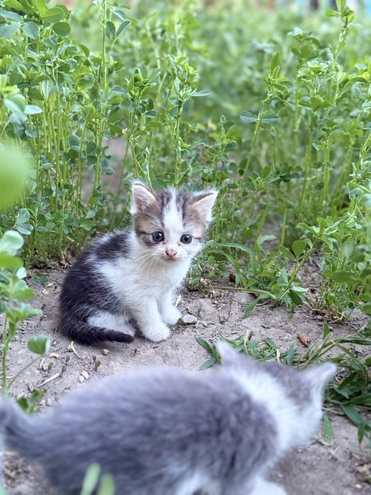 Котята домашние милашки