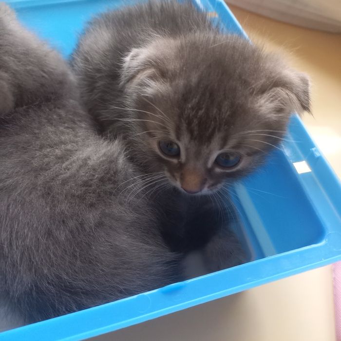 Вислоухие котята мальчик и девочка