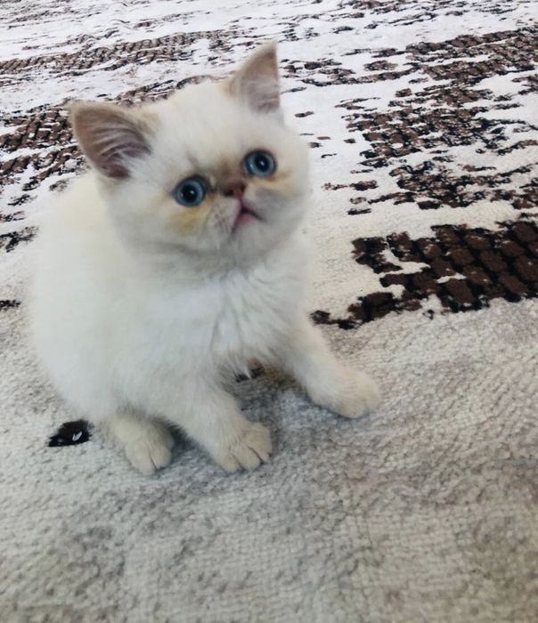 Чистокровный экзот