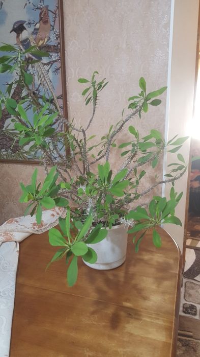 Молочай     Миля