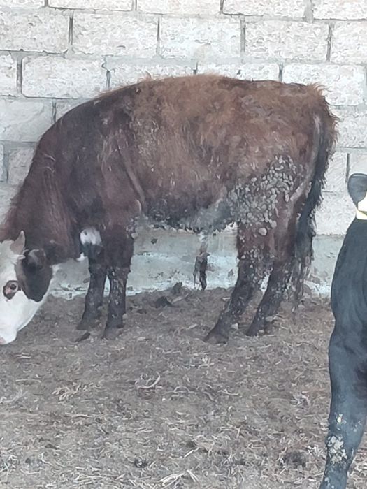 Буқалар сатылады