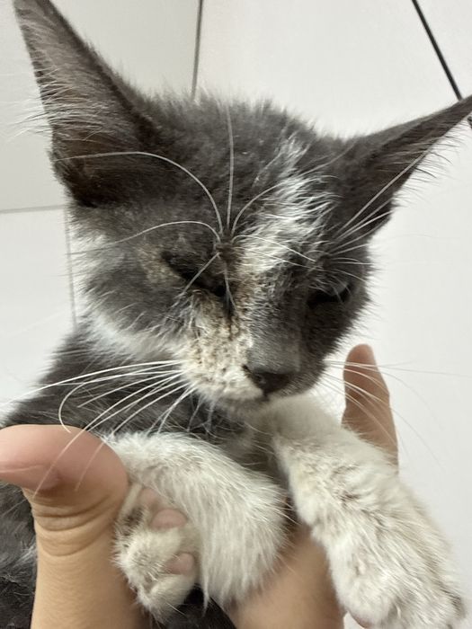 Кошка,Это она девочка