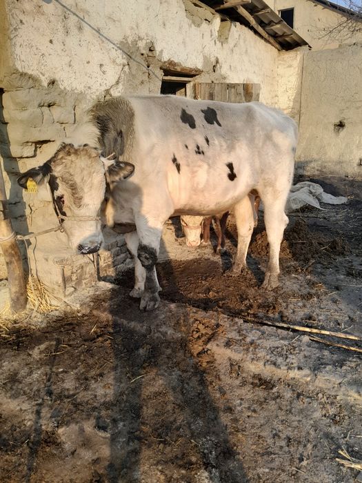 Парода Навос сотилади