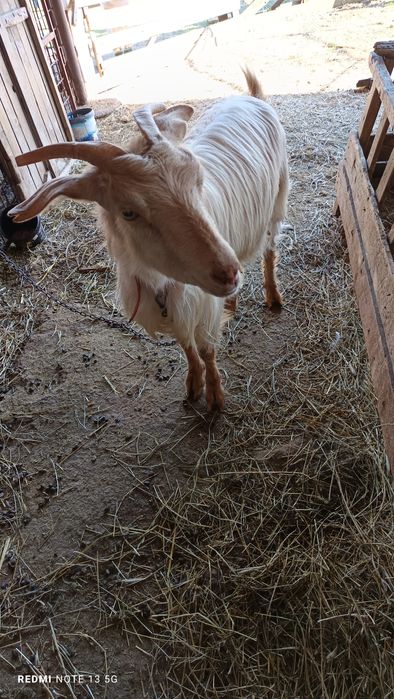 Vând grâu , pentru mai multe detalii sunați la numărul afișat !