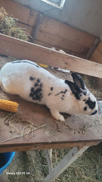 Vand iepuroaice gestante