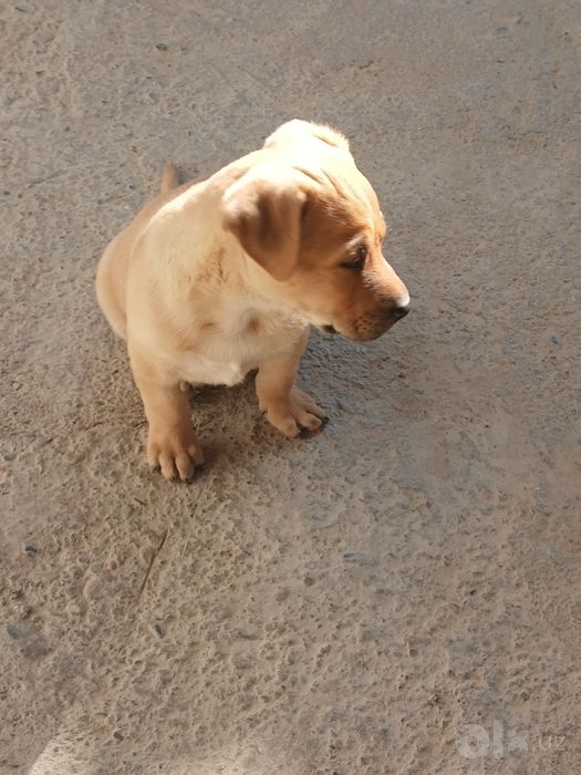 Labrador iti ug'il bola
