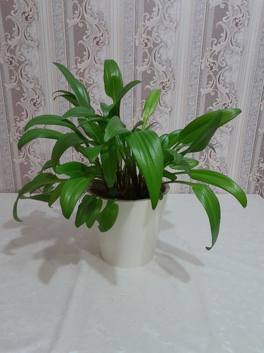 Срочно Продам цветы