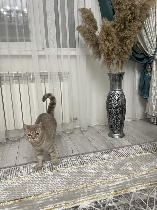 Отдам британскую кошку