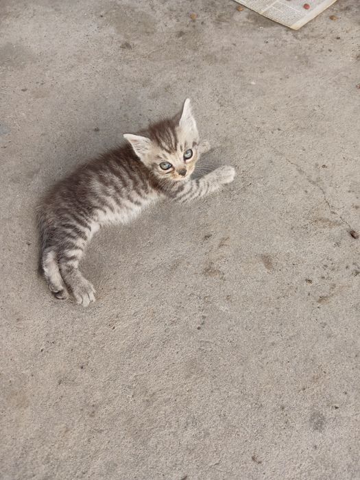 Отдам котят в добрые руки