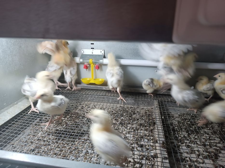 Цыплята Адлер и доминант