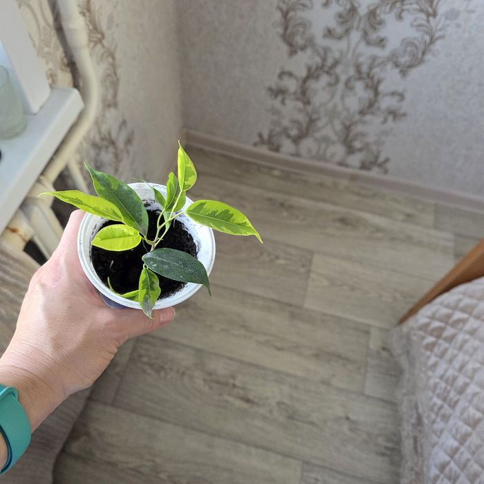 Комнатные цветы разные