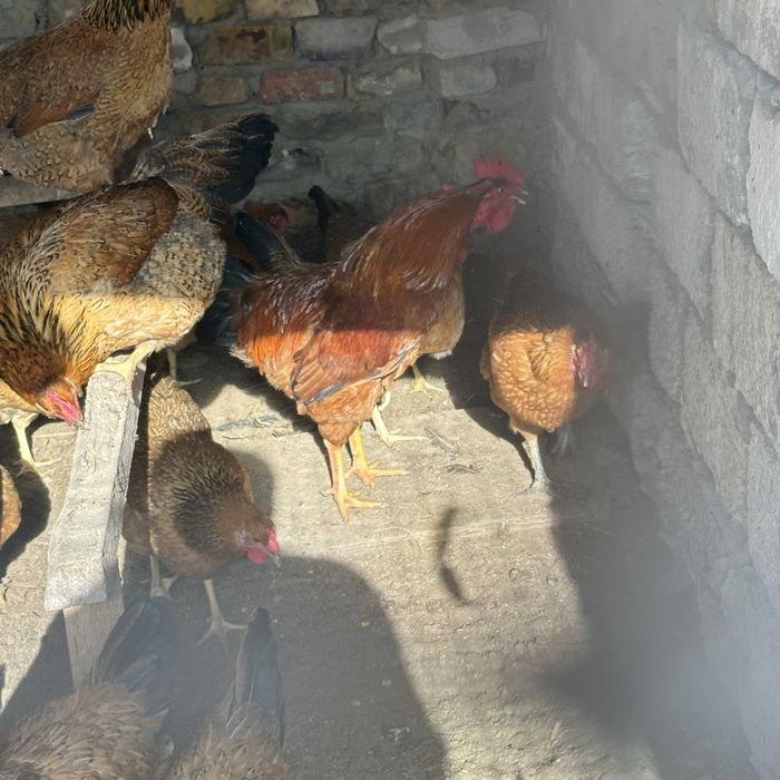 Кучин тауықтар сатылады жас