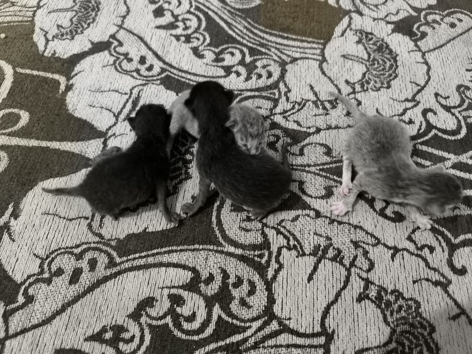 Котята,в добрые руки