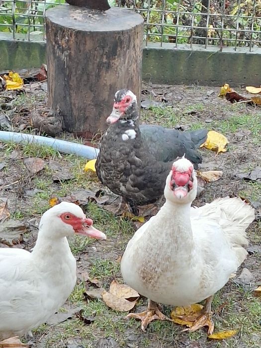 Rate .leșești mute