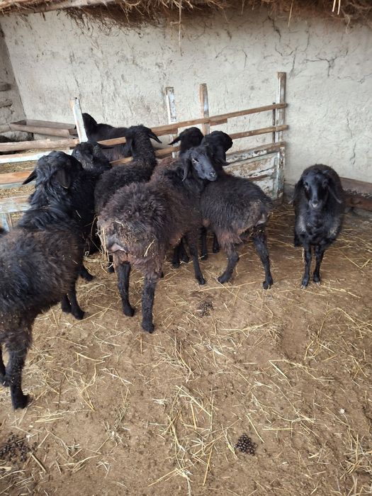 Buxoro shahrida va tumanlarda boʻlganlar uchun qoʻylar sotiladi.