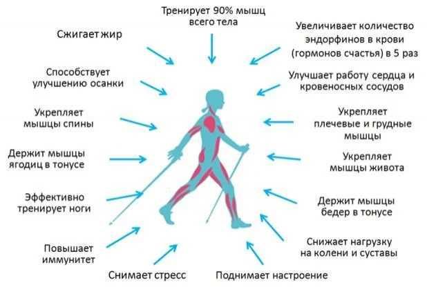 Палки для скандинавской ходьбы