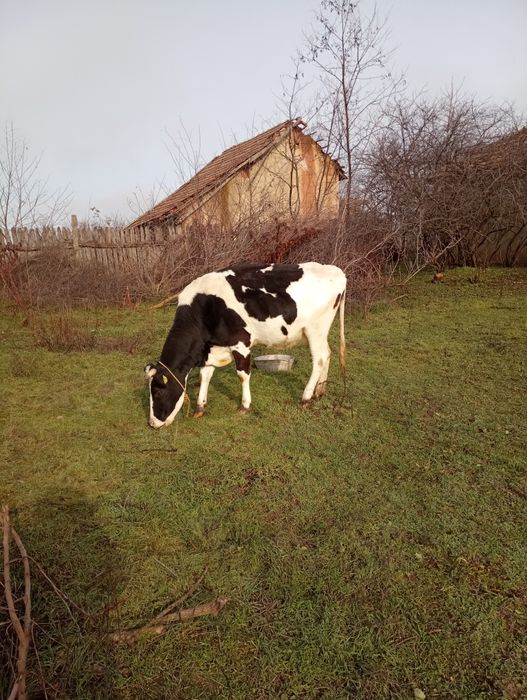 Bălțata Românească 3 ani