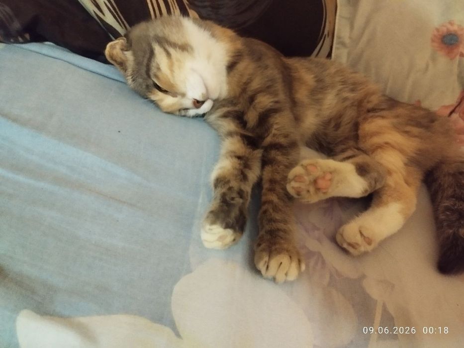 Отдам кошку в хорошие руки