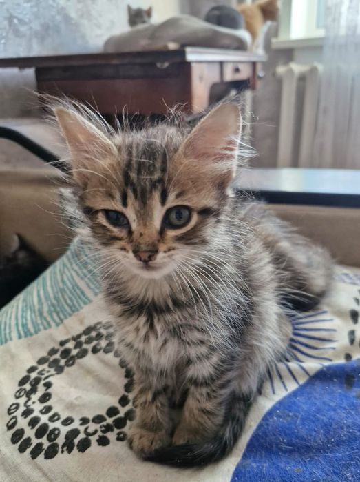 отдам котят в добрые руки