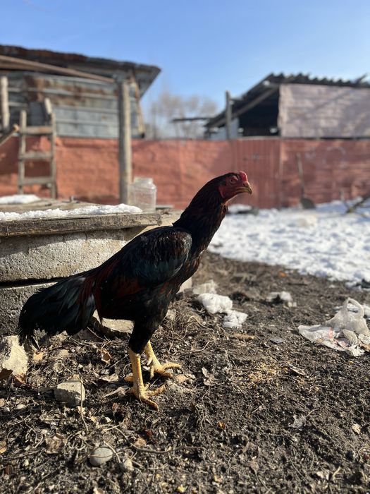 дакан сатлады 20000