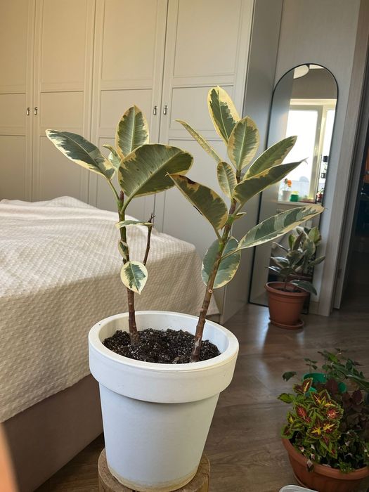 Цветы комнатные в горшках