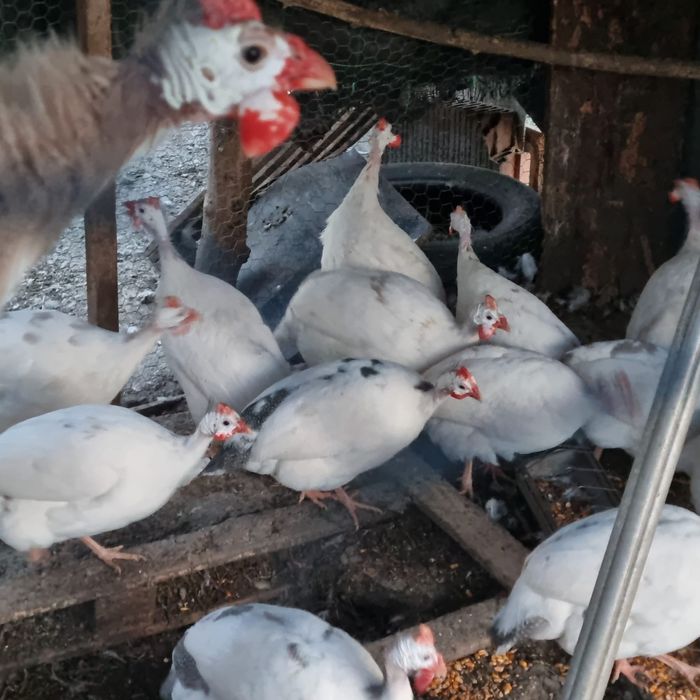 Ouă de bibilică culori rare