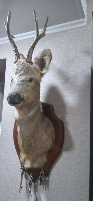 Продам чучело косули
