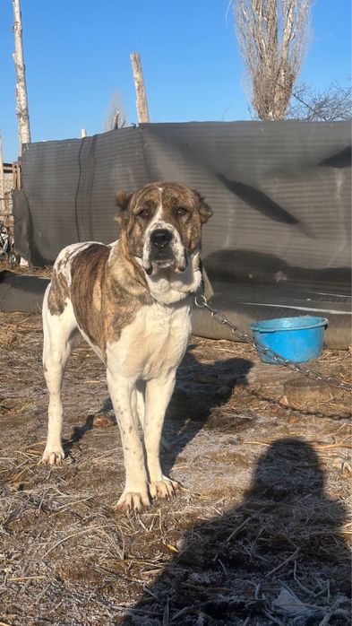 Собака алабай на продаже