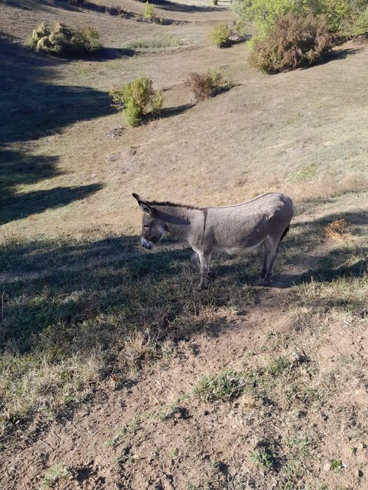 Vând 3 puii de magarita doua femele și  un mascul