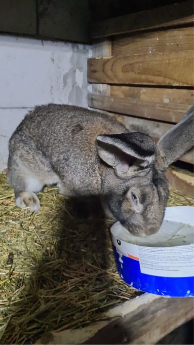 Vand mascul urias german