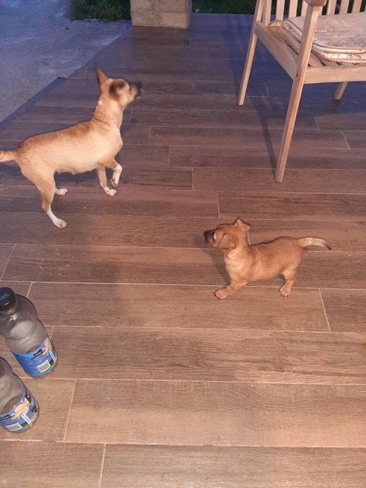 Търси се дом, пълен с любов!