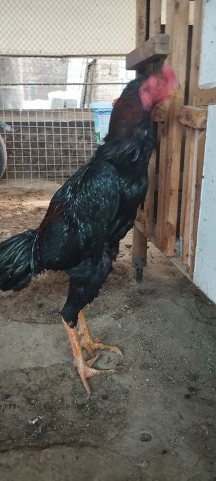 Дакан хўроз сотилади